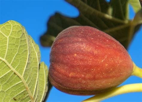 black jack fig vs brown turkey|21 Fig Tree Types You Need to Know .